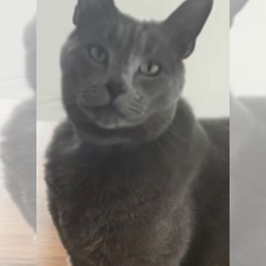 Steve cat lost 20 nov